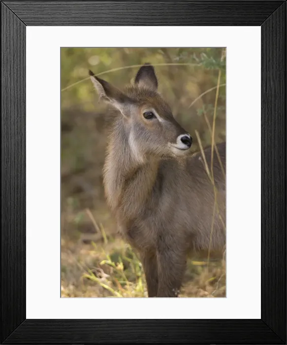 Framed Print : DDE-90020771 Framed Print : DDE-90020771