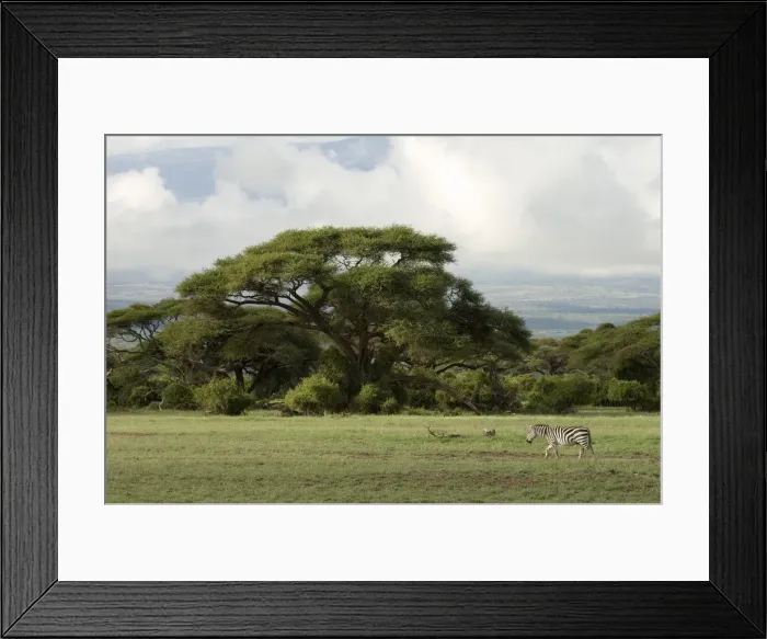 Framed Print : DDE-90020780 Framed Print : DDE-90020780