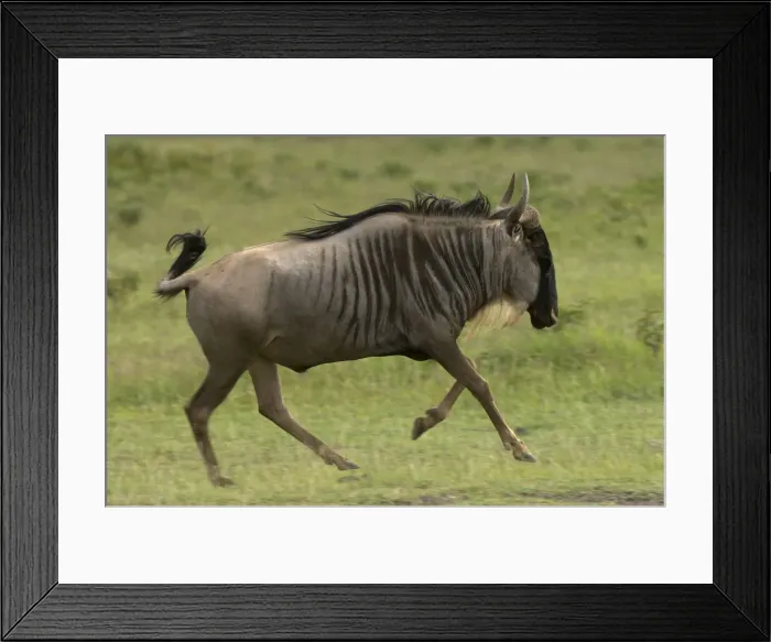Framed Print : DDE-90020783 Framed Print : DDE-90020783