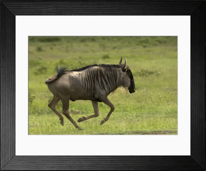 Framed Print : DDE-90020784 Framed Print : DDE-90020784
