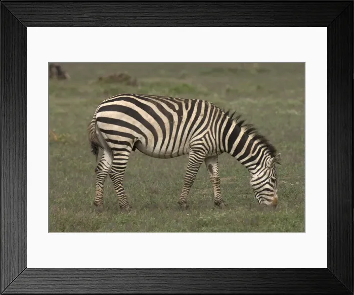 Framed Print : DDE-90020785 Framed Print : DDE-90020785