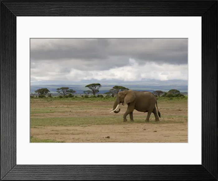 Framed Print : DDE-90020781 Framed Print : DDE-90020781