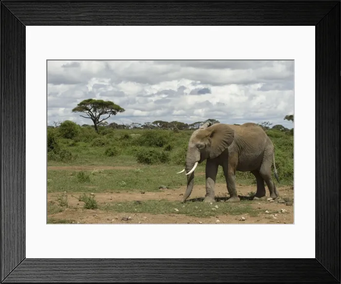 Framed Print : DDE-90020789 Framed Print : DDE-90020789
