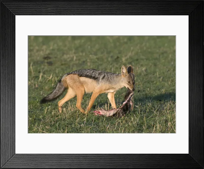 Framed Print : DDE-90020794 Framed Print : DDE-90020794