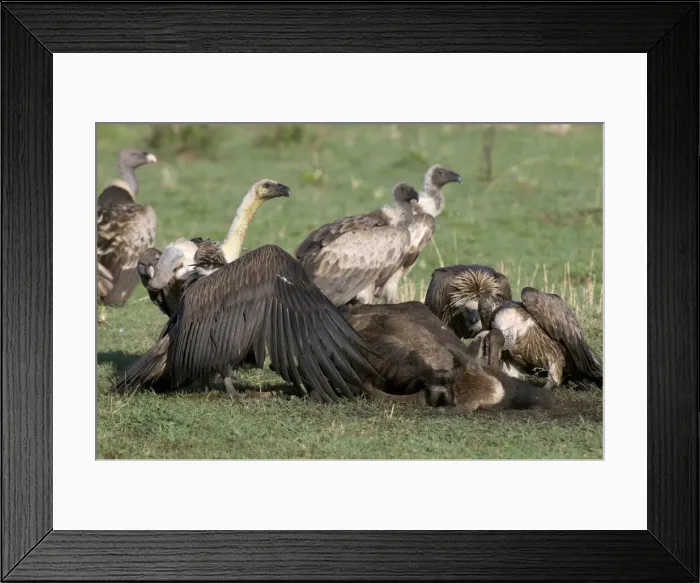 Framed Print : DDE-90020795 Framed Print : DDE-90020795
