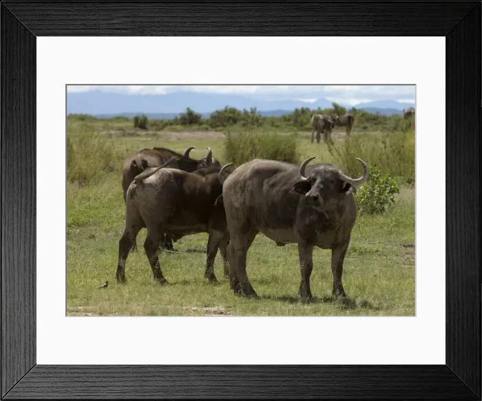 Framed Print : DDE-90020786 Framed Print : DDE-90020786