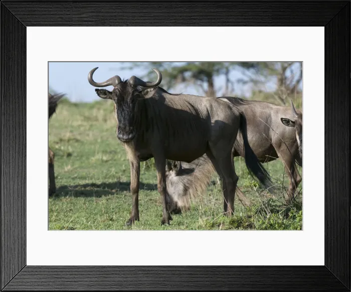Framed Print : DDE-90020797 Framed Print : DDE-90020797