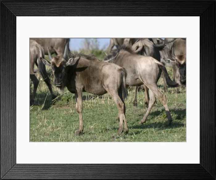 Framed Print : DDE-90020796 Framed Print : DDE-90020796