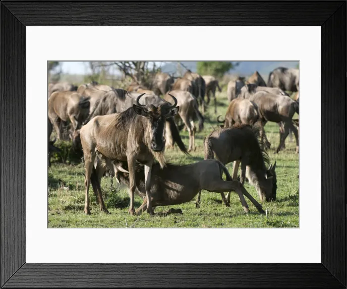 Framed Print : DDE-90020798 Framed Print : DDE-90020798