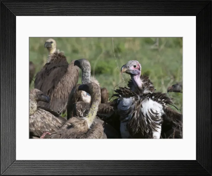 Framed Print : DDE-90020800
