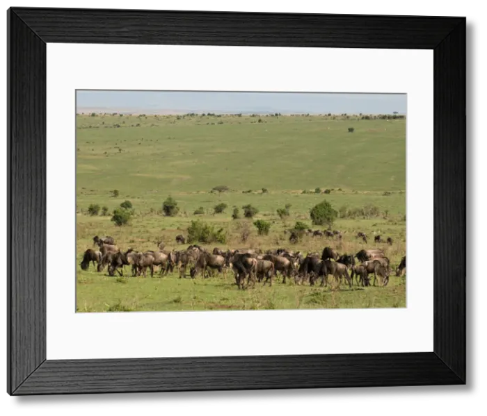 Framed Print : DDE-90020801