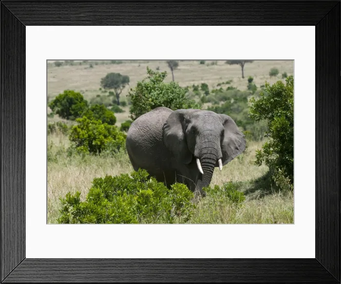 Framed Print : DDE-90020804 Framed Print : DDE-90020804