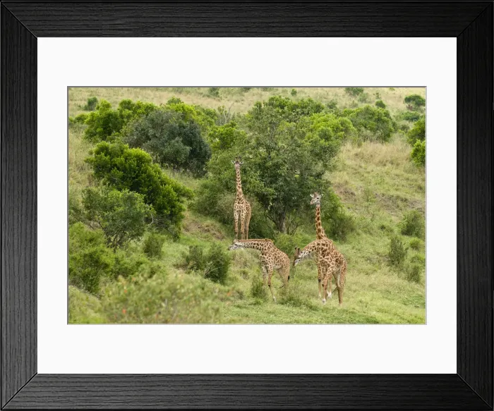 Framed Print : DDE-90020807 Framed Print : DDE-90020807