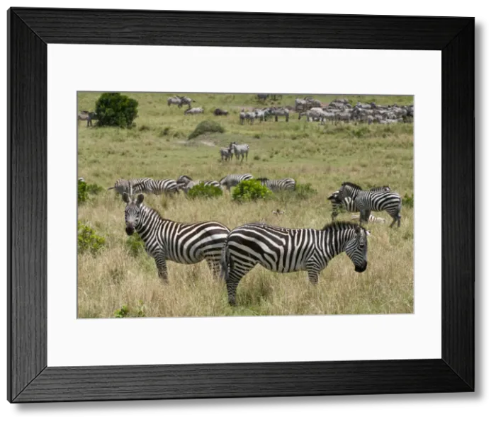 Framed Print : DDE-90020806 Framed Print : DDE-90020806
