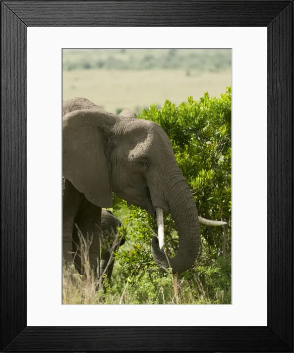Framed Print : DDE-90020812 Framed Print : DDE-90020812