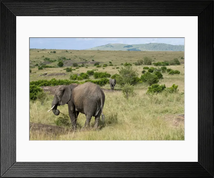 Framed Print : DDE-90020813 Framed Print : DDE-90020813