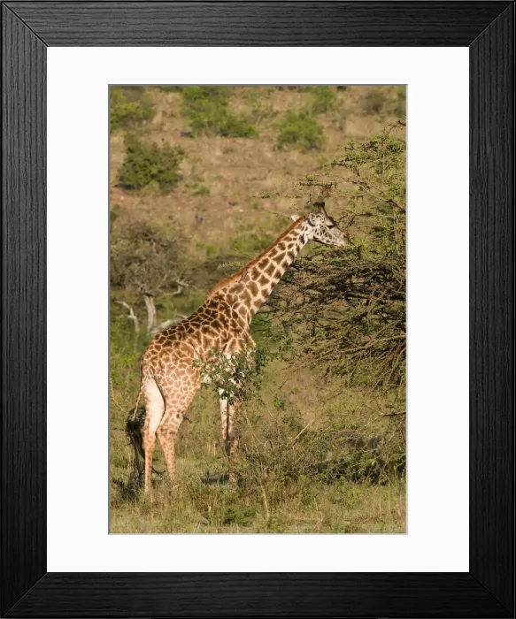 Framed Print : DDE-90020814 Framed Print : DDE-90020814