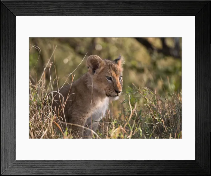 Framed Print : DDE-90020816 Framed Print : DDE-90020816