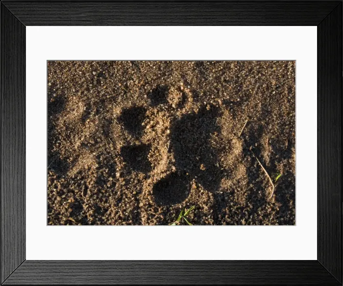 Framed Print : DDE-90020815 Framed Print : DDE-90020815