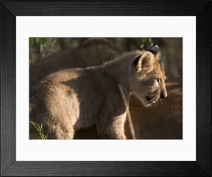 Framed Print : DDE-90020817 Framed Print : DDE-90020817