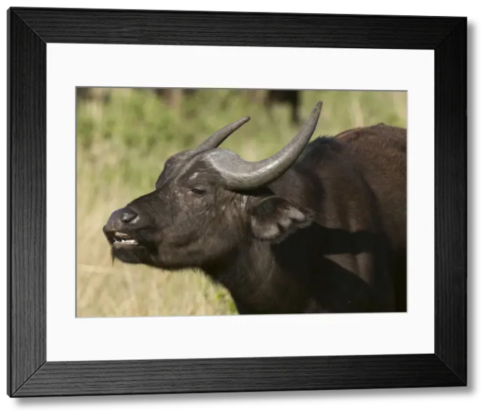 Framed Print : DDE-90020819