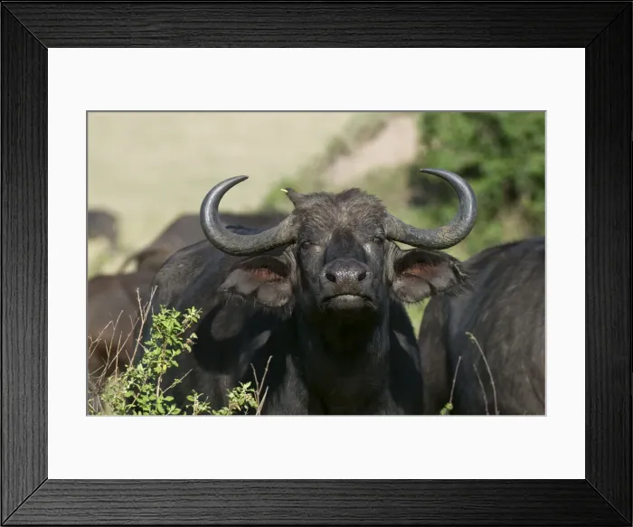 Framed Print : DDE-90020820 Framed Print : DDE-90020820