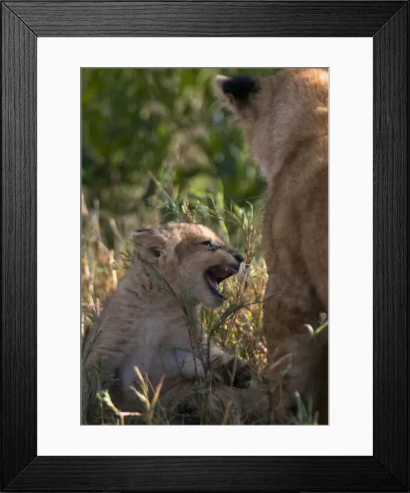 Framed Print : DDE-90020818 Framed Print : DDE-90020818