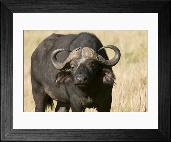 Framed Print : DDE-90020821 Framed Print : DDE-90020821