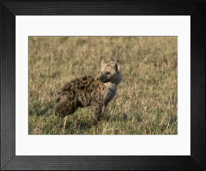 Framed Print : DDE-90020827 Framed Print : DDE-90020827