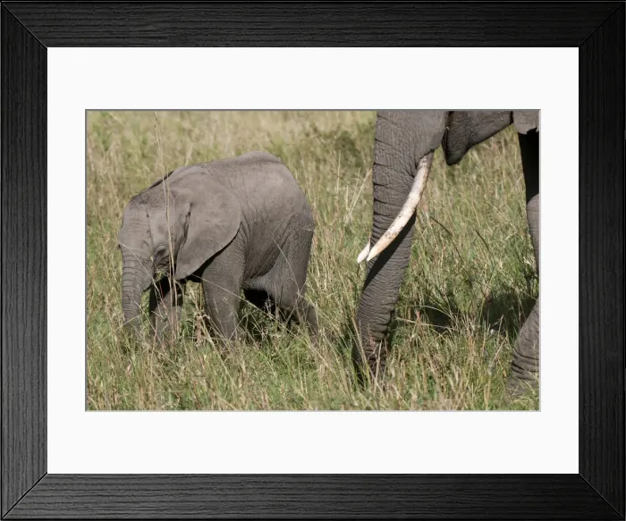 Framed Print : DDE-90020829 Framed Print : DDE-90020829