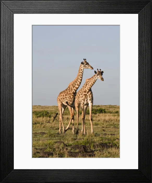 Framed Print : DDE-90020831 Framed Print : DDE-90020831