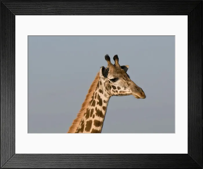 Framed Print : DDE-90020832 Framed Print : DDE-90020832