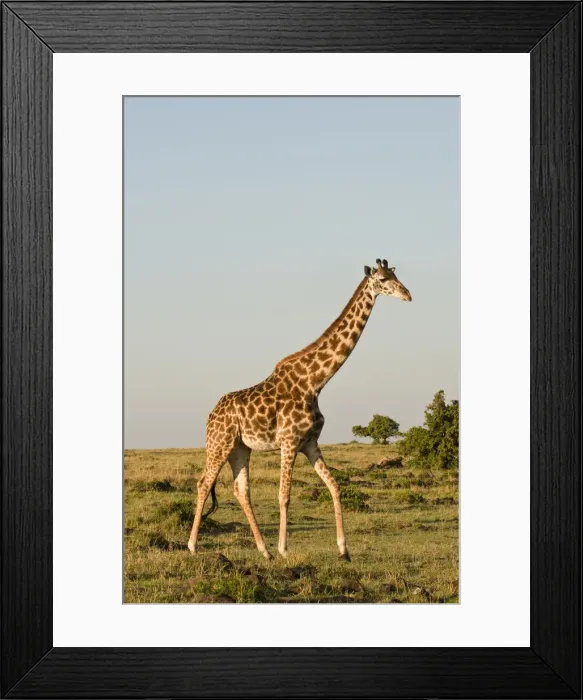 Framed Print : DDE-90020833