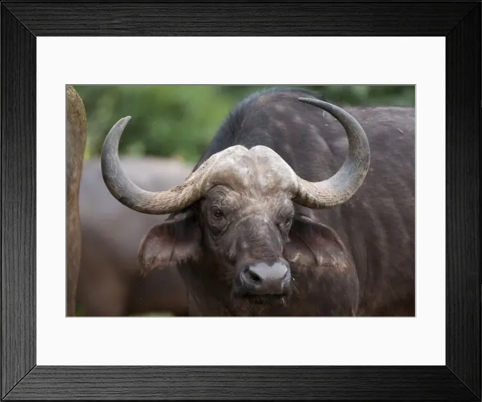 Framed Print : DDE-90020834 Framed Print : DDE-90020834