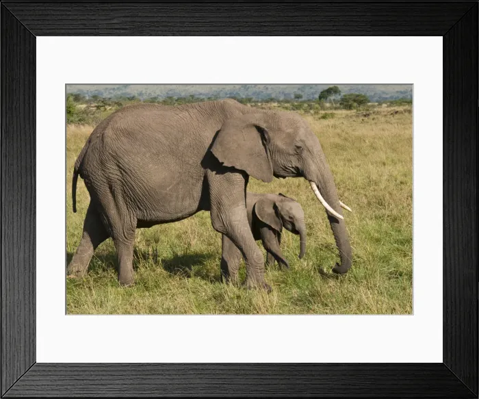 Framed Print : DDE-90020830 Framed Print : DDE-90020830