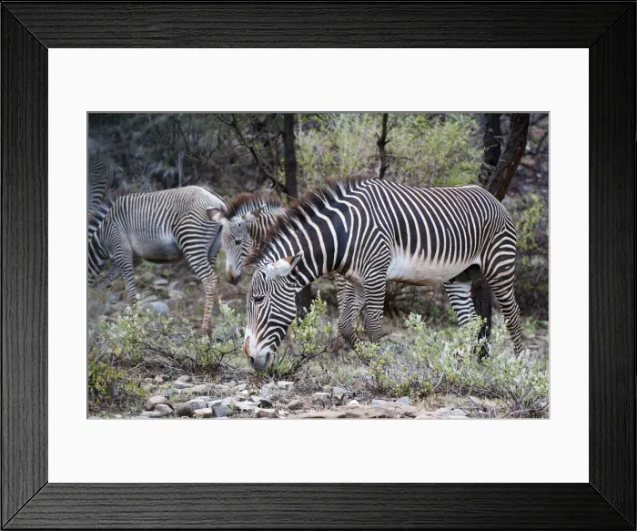 Framed Print : DDE-90020836 Framed Print : DDE-90020836
