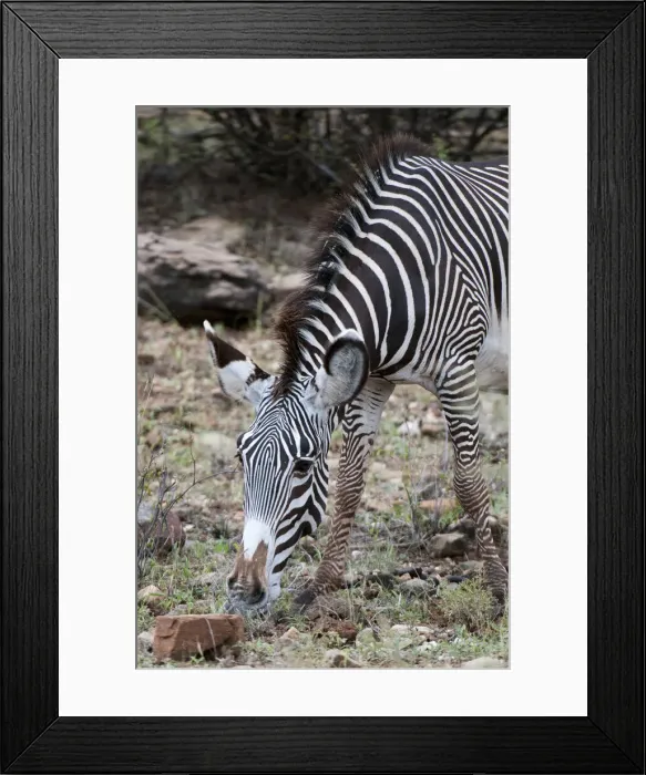 Framed Print : DDE-90020837 Framed Print : DDE-90020837