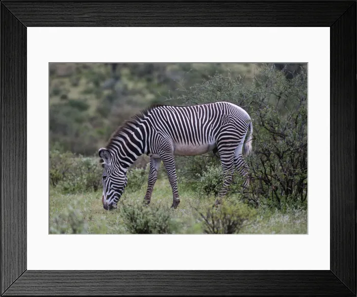 Framed Print : DDE-90020839 Framed Print : DDE-90020839