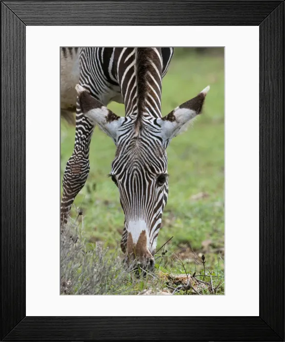 Framed Print : DDE-90020840 Framed Print : DDE-90020840