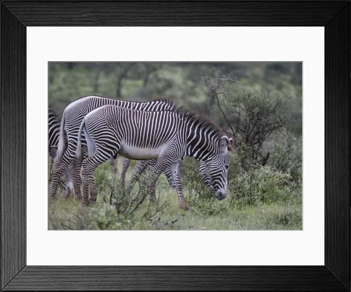 Framed Print : DDE-90020838 Framed Print : DDE-90020838