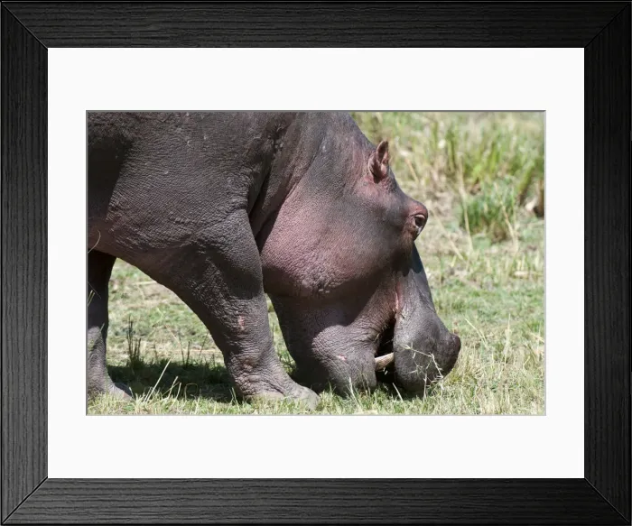 Framed Print : DDE-90020844 Framed Print : DDE-90020844