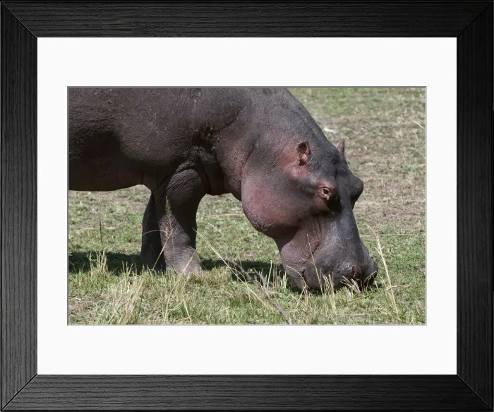 Framed Print : DDE-90020843 Framed Print : DDE-90020843