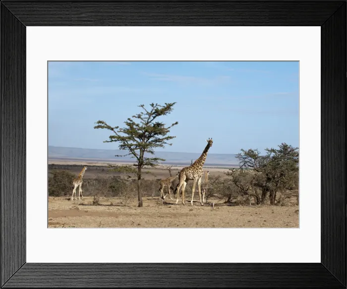 Framed Print : DDE-90020846 Framed Print : DDE-90020846
