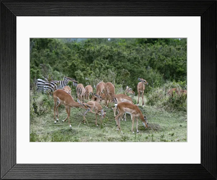 Framed Print : DDE-90020845 Framed Print : DDE-90020845