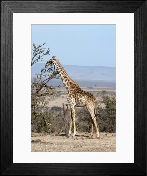 Framed Print : DDE-90020848 Framed Print : DDE-90020848