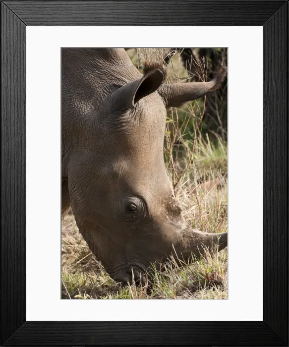 Framed Print : DDE-90020849
