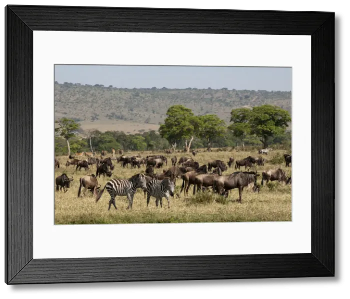 Framed Print : DDE-90020852 Framed Print : DDE-90020852