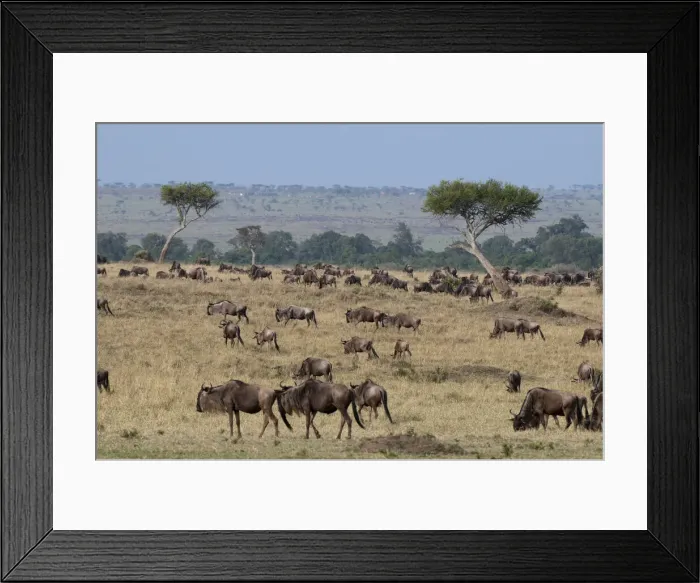 Framed Print : DDE-90020857 Framed Print : DDE-90020857