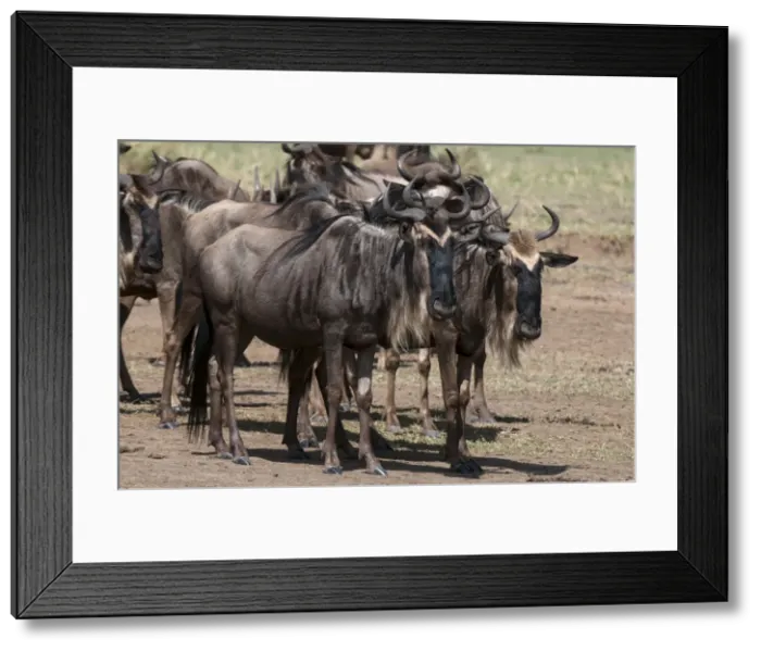 Framed Print : DDE-90020858 Framed Print : DDE-90020858