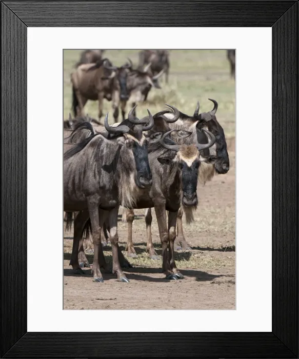 Framed Print : DDE-90020859